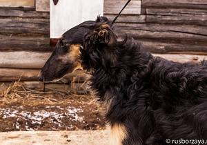 Портреты
