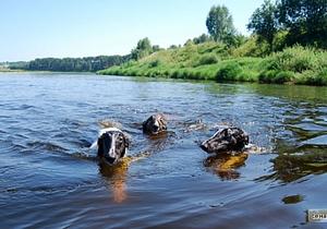 Борзые в движении